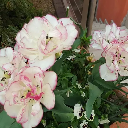 Le 'humulus' Appartamento *