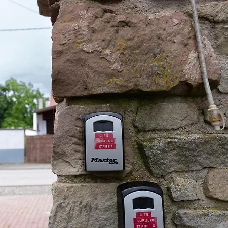 Le 'humulus' * Bilwisheim